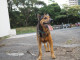 穩定成犬 賈賈找家喔!