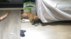 兩個月親人幼犬找家