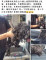 兩歲貴賓小男孩找家