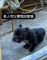 親人溫馴黑色惡霸犬找家