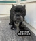 親人溫馴黑色惡霸犬找家