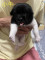 幼犬（小牛）找一個家_（已認養）
