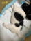 幼犬（小牛）找一個家_（已認養）
