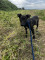 三月齡公幼犬免費送