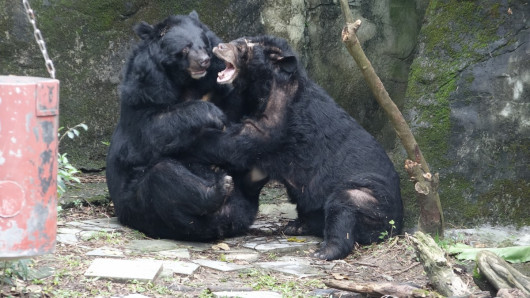 北市動物園 邀您探索台灣黑熊的秘密