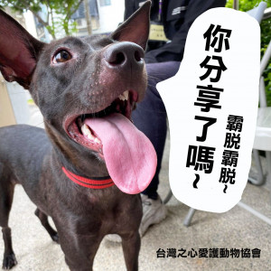 【苗栗縣犬貓免費絕育活動報名中】